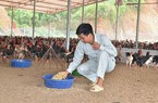 Gà móng nuôi thế nào mà anh nông dân Yên Bái thu 400 triệu/năm