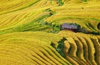 Không phải Mù Cang Chải, Hoàng Su Phì, "mùa vàng" ở nơi này mới là siêu phẩm