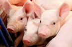 Giá lợn hơi lấy lại mốc 60.000 đồng/kg, xuất khẩu thịt và sản phẩm thịt khởi sắc