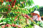 Giá cà phê ngày 8/9: Giá cà phê bất ngờ giảm, mất mốc 66.000 đồng/kg