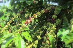 Giá cà phê ngày 9/9: Cả Robusta và Arabica đều giảm nhẹ, giá giao dịch trong nước thấp nhất 64.500 đồng/kg 