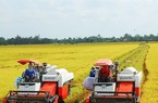 Xuất khẩu gạo "được mùa", dân háo hức trồng lúa chất lượng cao
