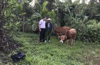 Quảng Nam: Vốn tín dụng chính sách giúp người dân huyện miền núi Nam Giang có việc làm, thoát nghèo bền vững 
