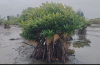 Vụ “cứu” rừng ngập mặn bị chết ở Quảng Nam: Cần bảo vệ môi trường để giảm bớt khả năng gây ô nhiễm đất