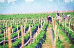 HAGL Agrico: "Sạch" nợ với Hoàng Anh Gia Lai, nhận về 32.500ha đất, cổ phiếu HNG "đóng trần"