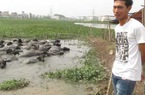 27 tuổi, sở hữu gần 60 con trâu
