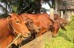 Hà Tĩnh: Dự án chăn nuôi bò lớn nhất tỉnh đi vào hoạt động