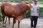 Nuôi bò vỗ béo - hết lo nghèo đói