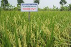 Công ty CP Giống cây trồng Trung ương (Vinaseed): Cung ứng những giống lúa tốt nhất cho khu vực đồng bằng sông Cửu Long