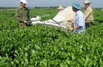 Con số ấn tượng: 2.884 xã đạt chuẩn nông thôn mới