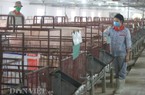 Giá heo hơi hôm nay 22/1: Tết cận kề giá lại giảm, "ngóng" cả vào thị trường Trung Quốc