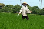 Hỗn loạn thị trường phân bón: Đối phó  doanh nghiệp “cuốc, xẻng”