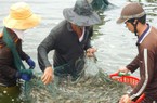 Tôm nước lợ sẽ mang về 4,2 tỷ đô la, bất chấp khó khăn bủa vây
