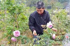 Làm giàu ở nông thôn: Đã mắt ngắm vườn hồng ngoại bạc tỷ ở đèo Vạn Lý