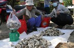 Nấm tươi tăng giá, nông dân sợ nhất "đụng hàng" với nấm Trung Quốc