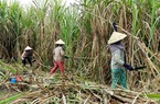 13.000 hộ nông dân được "vua" mía đường kết nối vay 1.000 tỷ đồng