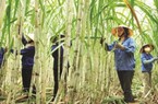 Giá đường tụt dốc, "đế chế" mía đường gia đình Đặng Văn Thành cũng lao đao