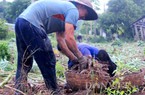 Xuất khẩu sắn mất top tỷ đô, nhà máy "đói" nguyên liệu