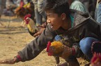 Ấn Độ: Mải xem chọi gà, chết oan vì đứng quá gần