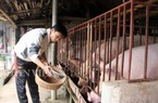 Giáp tết giá heo hơi ở Hòa Bình tụt giảm, nuôi lợn vẫn lãi lớn