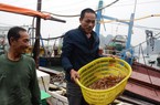 Quảng Ninh: Ngư dân hối hả bán tôm rảo, cá mú để nghỉ tết sớm