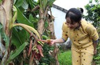 Nghệ An: Chuối "đẻ" buồng từ thân, cả trăm người kéo đến xem