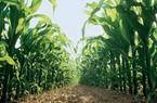 EPA tiếp tục khẳng định Glyphosate an toàn, không gây ung thư