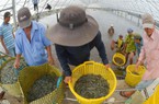Cơ hội từ EVFTA: Chuẩn bị hành trang cho con tôm Việt sang EU