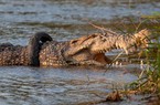 Cá sấu đeo lốp xe và những hình ảnh ấn tượng về động vật