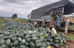 Gia Lai: Sẽ xuất khẩu dưa hấu sang Campuchia