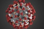 Bí mật virus corona: Khám phá bất ngờ của các nhà khoa học Mỹ