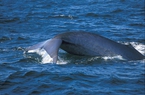 Thừa Thiên-Huế:  Bắt được  cá voi xanh nửa tấn