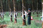 Diện tích cao su tăng, xuất khẩu giảm