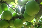 Hội ND hướng dẫn sử dụng nhãn hiệu “Táo Ninh Thuận” 