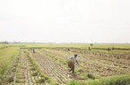 Phát triển lúa gạo: Cần thay đổi tư duy