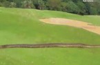 Video: Trăn "khủng" dài 4 mét đại náo sân golf ở Nam Phi