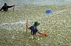 Nuôi tôm nước lợ: Lợi nhuận "khủng" nhưng cũng siêu rủi ro