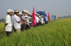 Lúa Kim Cương 111 được nông dân săn đón