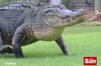 Video: Cá sấu khổng lồ huyền thoại nghênh ngang quanh sân golf
