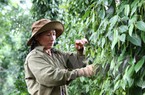 Giá tiêu giảm mãi không chịu tăng: Lỗi do chính nông dân?