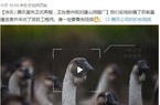 Alibaba nuôi heo, nay đến lượt Tencent tuyên bố nuôi... ngỗng