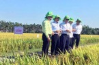 Giống lúa TBR225 “được lòng” nhà nông xứ Quảng