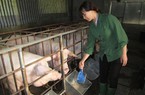 Giá heo hơi hôm nay 16/5: Sắp cán mốc 50.000 đồng/kg lợn, người nuôi tiếc vì “lợn không, chuồng trống”