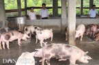Giá heo hơi hôm nay 21/5: Lợn hơi tăng giá từng ngày, 10 hộ nuôi 9 hộ "sạch" chuồng