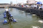 Cực đơn giản: Nuôi tôm chắc thắng vì giảm kháng sinh, tăng chế phẩm