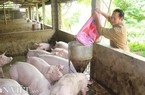 Giá heo hơi hôm nay 24/5: “Nhảy” giá tăng kỷ lục, người nuôi lãi đậm