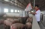 Giá heo hơi hôm nay 26/5: Nhiều nơi tăng thêm tới 2.000 đ/kg, giá lợn hơi lập đỉnh mới