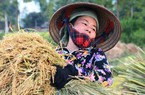 Nông dân Mường Lò cười hết cỡ vì chưa bao giờ được mùa Séng Cù đến thế