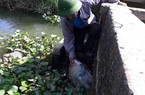 Bắc Giang: Nguy cơ thất thu mùa màng vì lý do lãng xẹt này