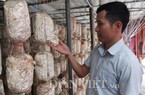 Trai trẻ bỏ việc về quê trồng nấm sò kiếm hàng trăm triệu đồng mỗi năm